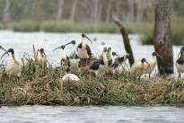 White and straw necked ibis