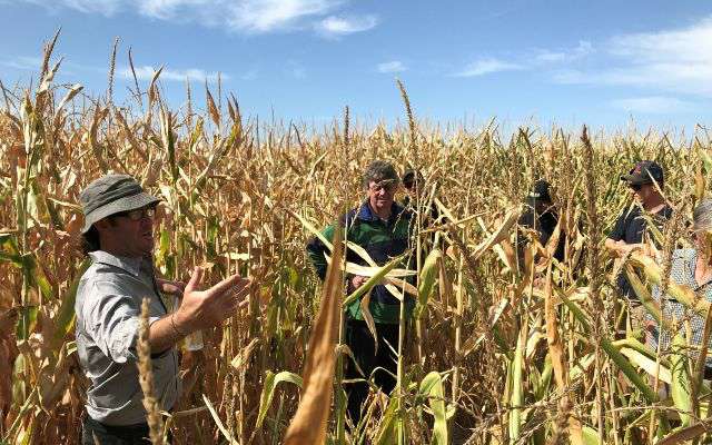 Photograph of people standing in a field of maize.