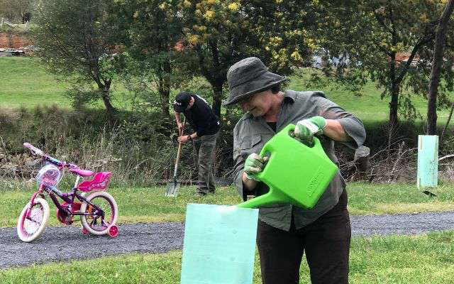 Photograph of woman watering a seedling on an embankment