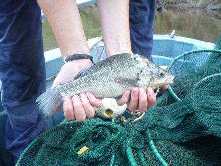 Macquarie Perch Macquarie Perch