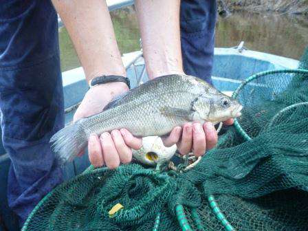 Macquarie Perch